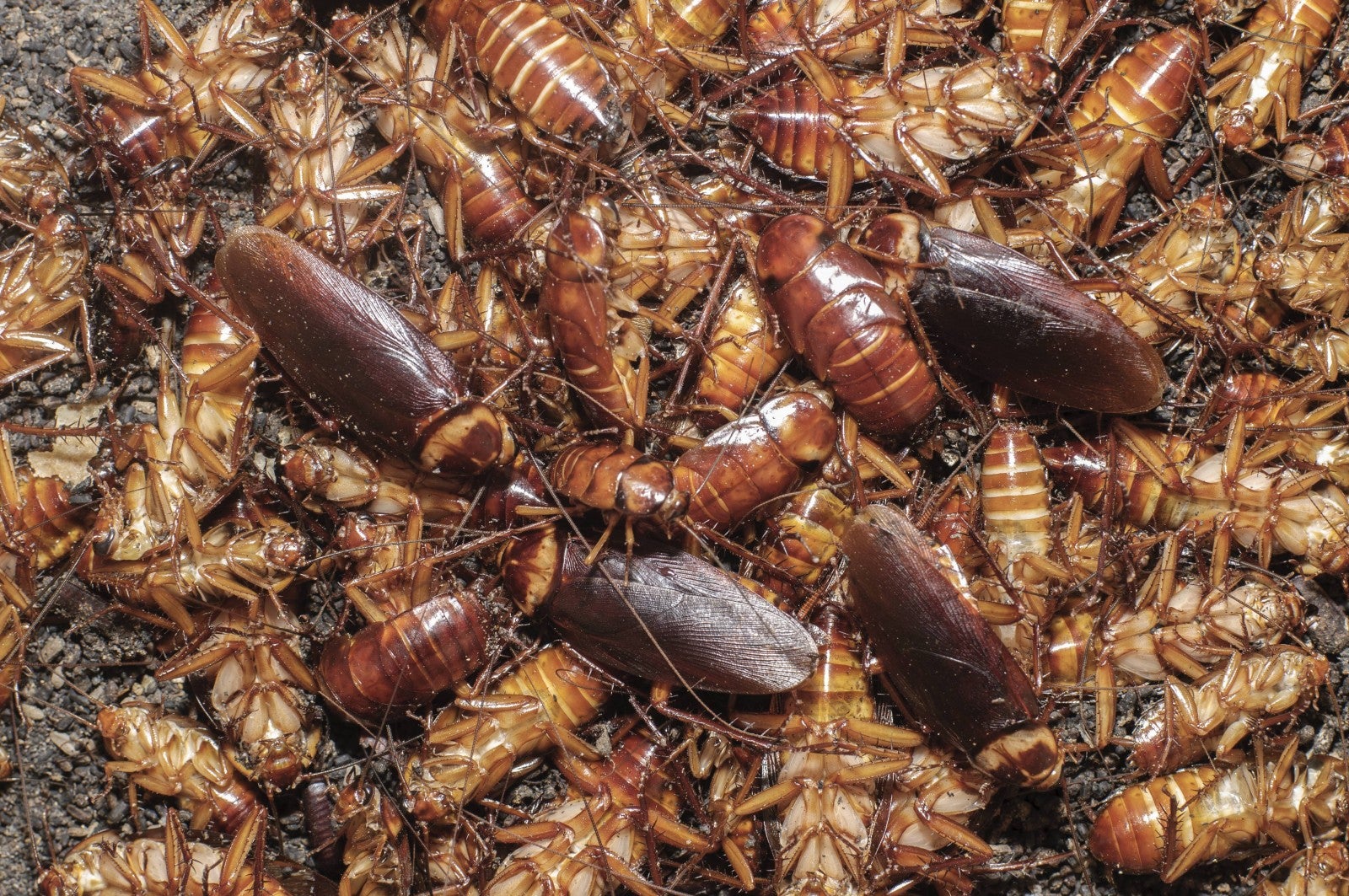 World's Largest Roach Farm Breeds 6 Billion Cockroaches a Year for 'Healing Potion' - WORLD OF BUZZ 5