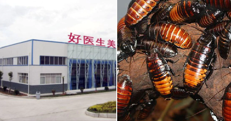 World'S Largest Roach Farm Breeds 6 Billion Cockroaches A Year For 'Healing Potion' - World Of Buzz 6