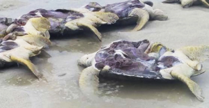 2 Turtles Found Dead in Pulau Perhentian, Possibly Sliced By Boat Propellers - WORLD OF BUZZ