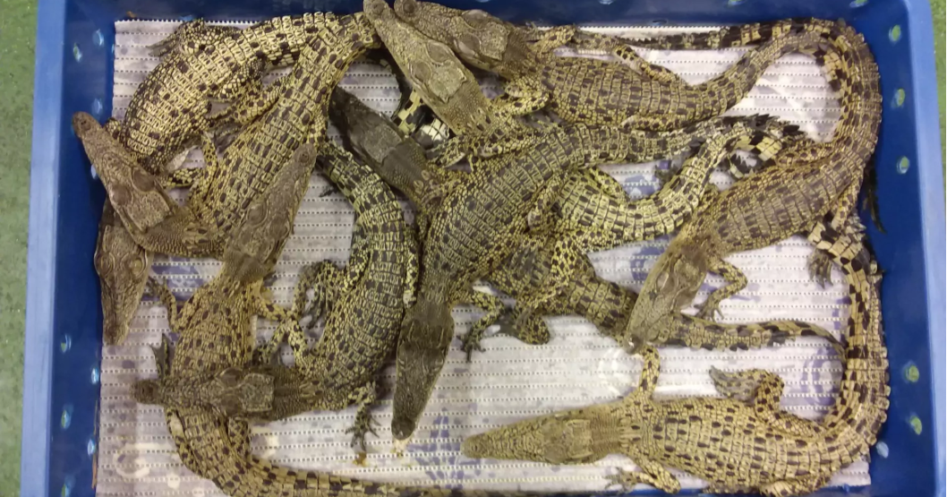 50 Live Crocodiles From M'Sia Seized At London Airport, 10 Crammed Into Each Box - World Of Buzz