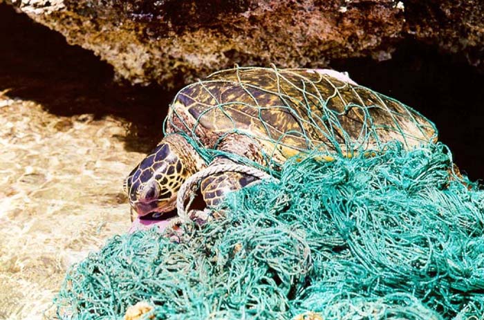 Turtle entangled in marine debris ghost net