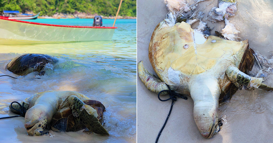 Two Turtles Found Dead in Pulau Perhentian, Possibly 