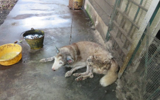 M'sian Discovered To Be Terribly Neglecting Own Husky Jailed For Animal Cruelty - World Of Buzz 1