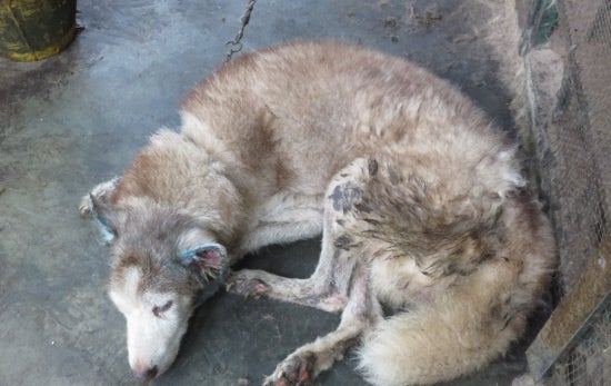 M'sian Discovered To Be Terribly Neglecting Own Husky Jailed For Animal Cruelty - World Of Buzz 2
