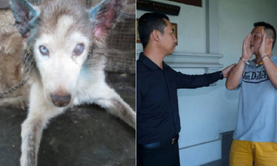 M'Sian Guilty Of Neglecting Own Husky Jailed &Amp; Fined Rm8,000 For Animal Cruelty - World Of Buzz