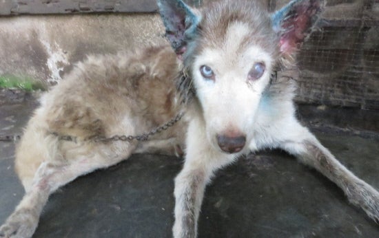 M'sian Guilty Of Terribly Neglecting Own Husky Jailed For Animal Cruelty - World Of Buzz