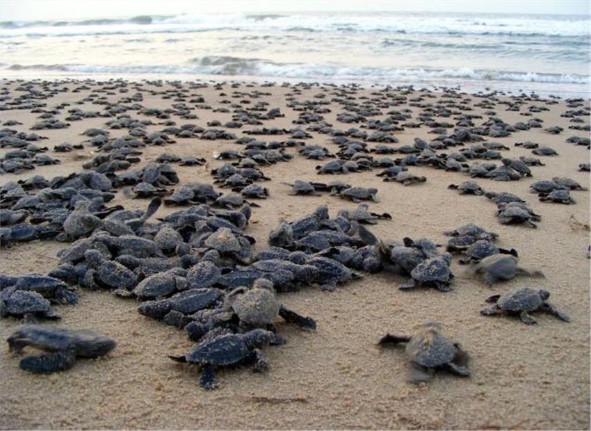 sea turtlesRIDLEY21287f