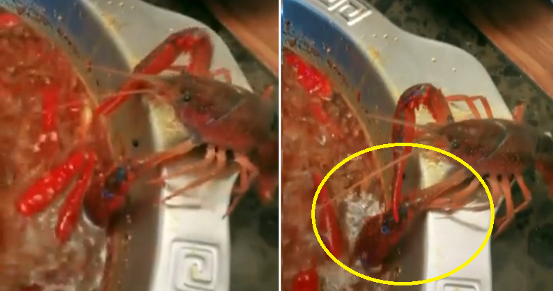 Crayfish Amputates Own Claw To Survive Being Dinner And Gets Adopted By Diner Instead - WORLD OF BUZZ 2