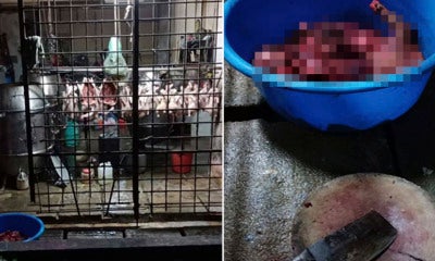 Foreign Workers Use Utensils From Roast Meat Shop To Kill And Cook Dog Meat In Cheras - World Of Buzz 4