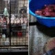 Foreign Workers Use Utensils From Roast Meat Shop To Kill And Cook Dog Meat In Cheras - World Of Buzz 4