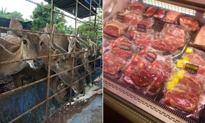 Guys! Beware Fake Venison Are Being Sold In Msia At Rm35/Kg This Raya - World Of Buzz