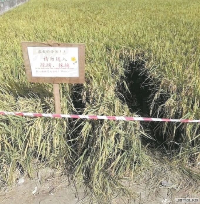Inconsiderate Tourists in Sekinchan Are Destroying Paddy Fields Just to Take Nice Photos - WORLD OF BUZZ 1