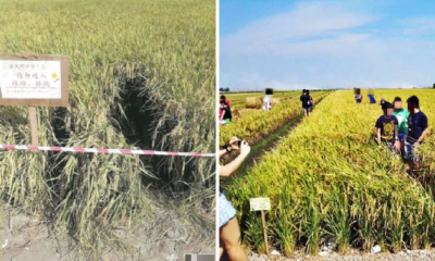 Inconsiderate Tourists In Sekinchan Are Destroying Paddy Fields Just To Take Nice Photos - World Of Buzz 4