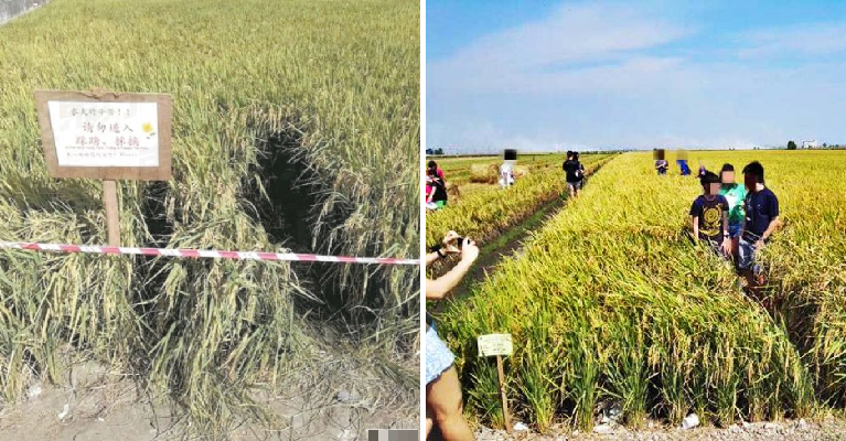Inconsiderate Tourists In Sekinchan Are Destroying Paddy Fields Just To Take Nice Photos - World Of Buzz 4