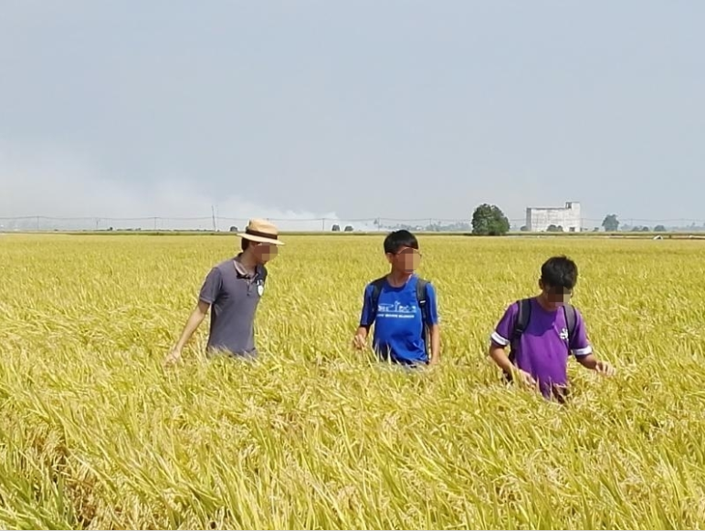 Inconsiderate Tourists in Sekinchan Are Destroying Paddy Fields Just to Take Nice Photos - WORLD OF BUZZ