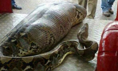 Indonesian Woman Swallowed Whole By A Python! - World Of Buzz 2