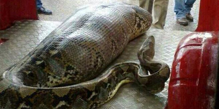 Indonesian Woman Swallowed Whole By A Python! - World Of Buzz 2