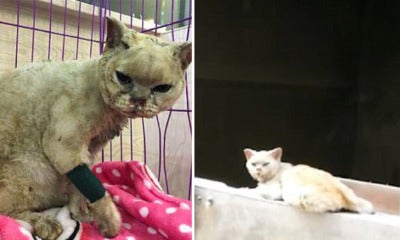 Loyal Cats Waits For Dead Owner To Return Despite Being Severely Injured In Fire - World Of Buzz