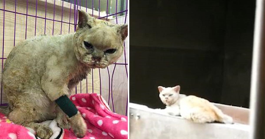 Loyal Cats Waits For Dead Owner To Return Despite Being Severely Injured In Fire - World Of Buzz
