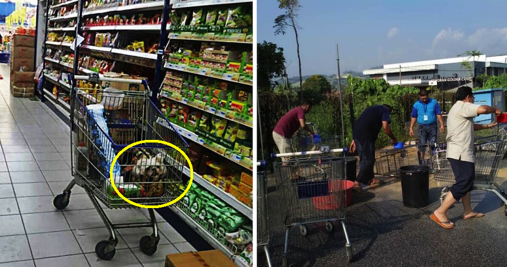 Pahang Supermarket Had To Wash All Of Their Trolleys After A Customer Kept Her Dog In One - World Of Buzz