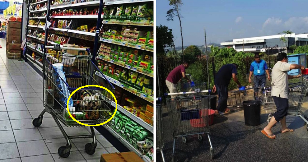 Pahang Supermarket Had to Wash All Of Their Trolleys After A Customer Kept Her Dog in One - WORLD OF BUZZ