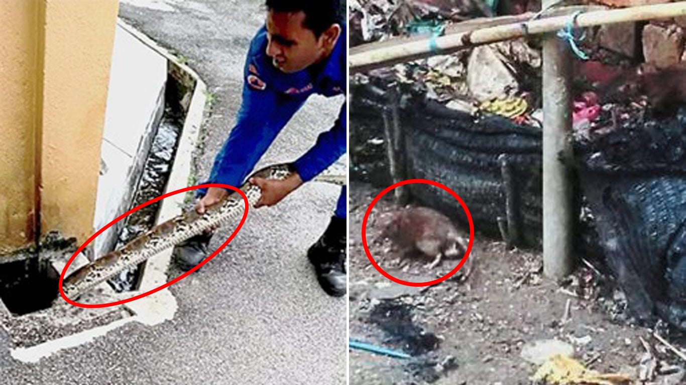 Special Needs Centre Plagued By Rat &Amp; Snake Infestation Since 2010, Dbkl Not Helping - World Of Buzz