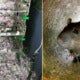 Rats Nibble Through Rm72,000 Worth Of Cash After Breaking Into Atm Machine - World Of Buzz