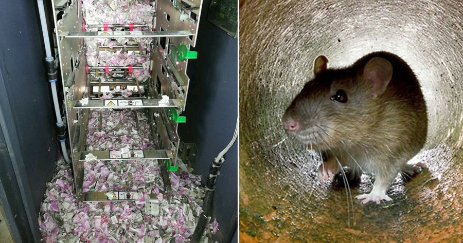 Rats Nibble Through RM72,000 Worth of Cash After Breaking Into ATM Machine - WORLD OF BUZZ