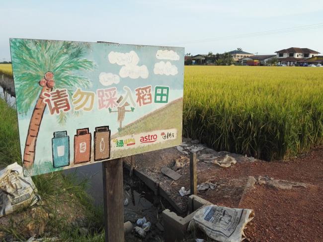 Tourists to Sekinchan Are Destroying Paddy Fields Just to Take Nice Photos - WORLD OF BUZZ 1