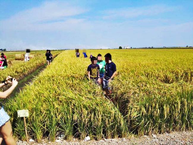 Tourists to Sekinchan Are Destroying Paddy Fields Just to Take Nice Photos - WORLD OF BUZZ