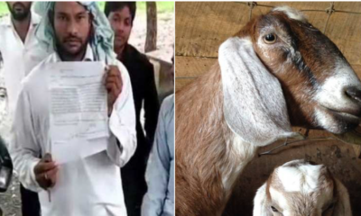 A Pregnant Goat Died After Being Gang-Raped By Eight Men - World Of Buzz