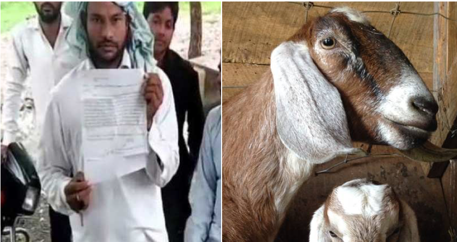 A Pregnant Goat Died After Being Gang-Raped By Eight Men - WORLD OF BUZZ