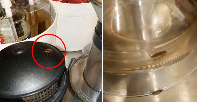 Cockroaches Found Crawling On Drink Counter And Near Coffee Machine In Melaka Steakhouse - World Of Buzz