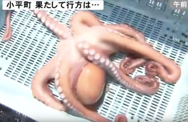 Psychic Octopus Predicts Results of Japan in World Cup 2018, Gets Turned Into Sashimi - WORLD OF BUZZ 1
