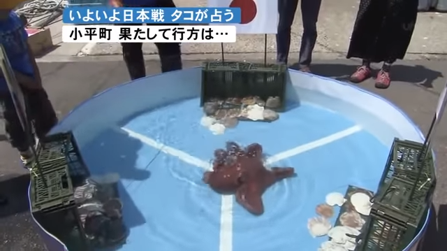 Psychic Octopus Predicts Results of Japan in World Cup 2018, Gets Turned Into Sashimi - WORLD OF BUZZ 2