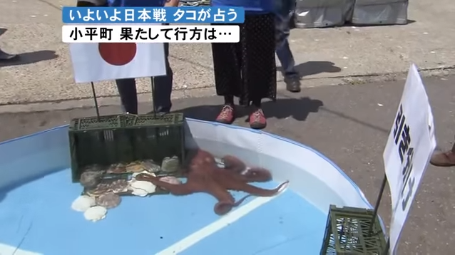 Psychic Octopus Predicts Results of Japan in World Cup 2018, Gets Turned Into Sashimi - WORLD OF BUZZ 3