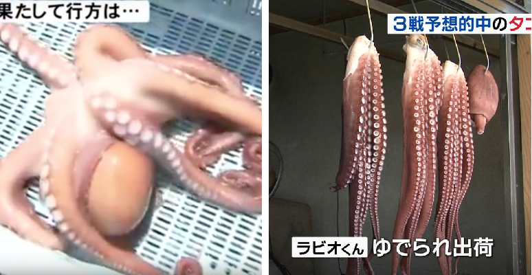 Psychic Octopus Predicts Results Of Japan In World Cup 2018, Gets Turned Into Sashimi - World Of Buzz 4