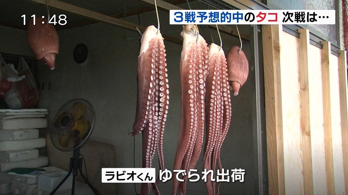 Psychic Octopus Predicts Results of Japan in World Cup 2018, Gets Turned Into Sashimi - WORLD OF BUZZ