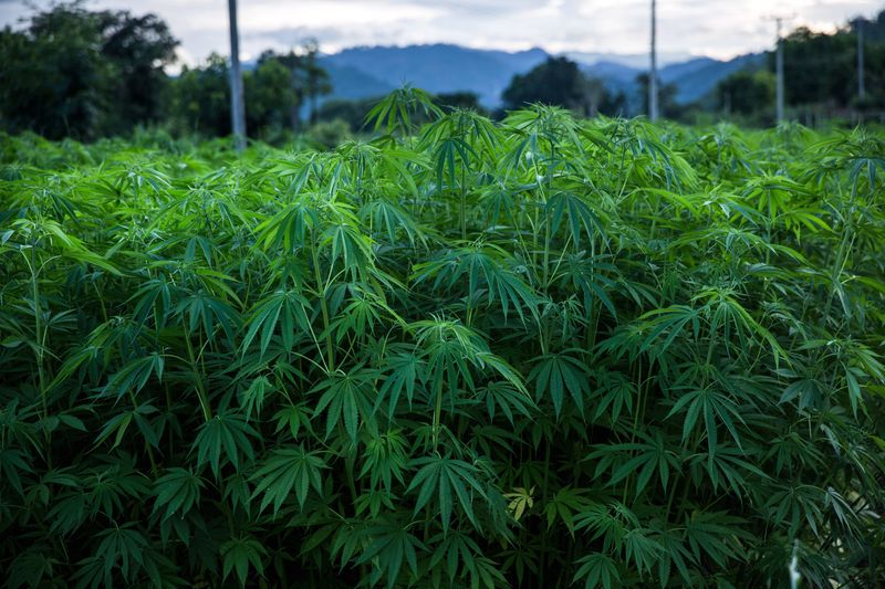 Thailand Could be First Asian Country to Legalise Medical Marijuana in - WORLD OF BUZZ