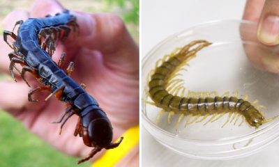 Two Chinese Patients Infected With Life-Threatening Parasite Disease After Eating Raw Centipedes - World Of Buzz 1
