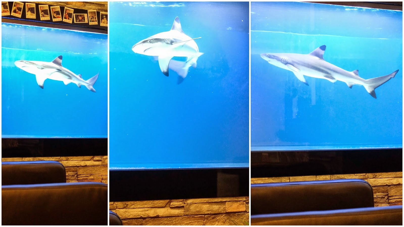 Video Of Near Threatened Shark In Aquarium At Sri Petaling Cafe Outrages Malaysians - World Of Buzz