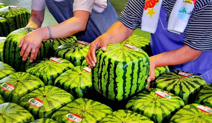 Japanese Square Watermelons Are Now Being Sold in KL, And They Cost RM2,000 EACH! - WORLD OF BUZZ 1