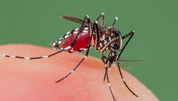 Over 900 Cases of Dengue Reported in Northern Kuala Lumpur Since January - WORLD OF BUZZ
