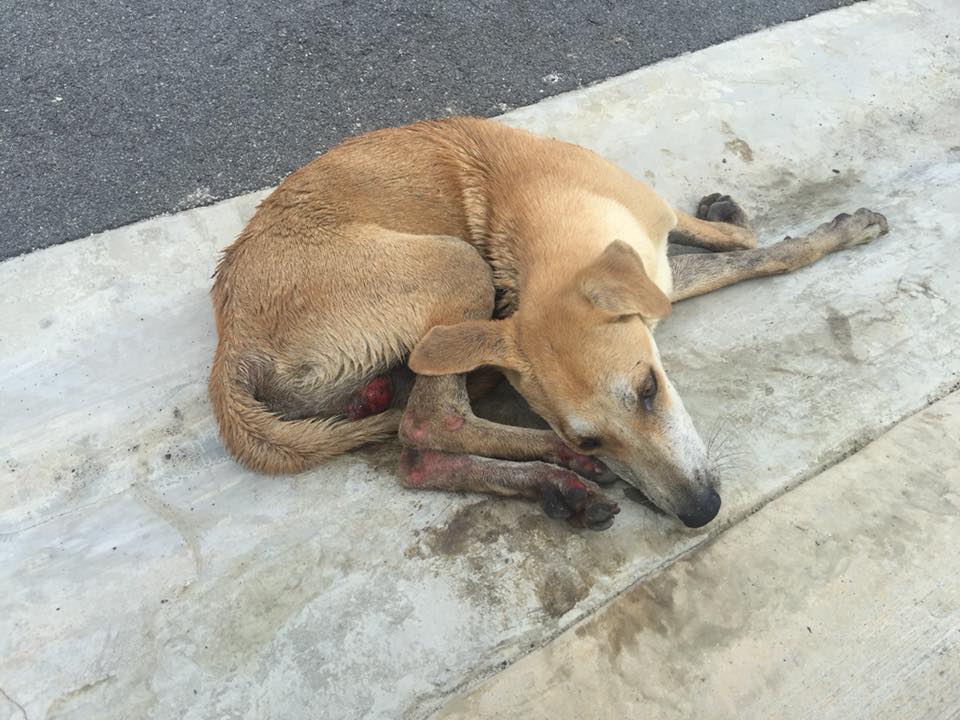 Stray Dogs in Shah Alam Are Cruelly Being Poisoned to Death and Their Limbs Chopped Off - WORLD OF BUZZ 4