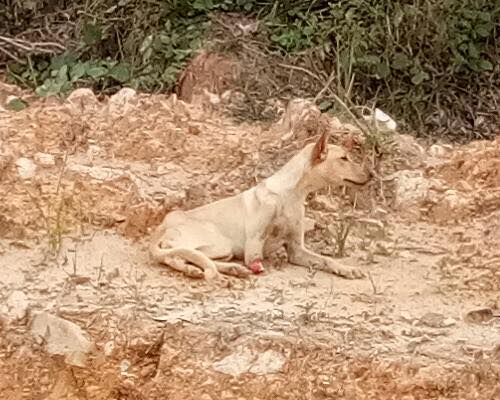Stray Dogs in Shah Alam Are Cruelly Being Poisoned to Death and Their Limbs Chopped Off - WORLD OF BUZZ 5