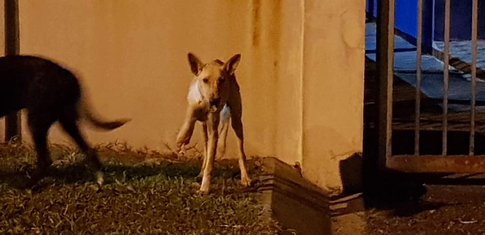 Stray Dogs in Shah Alam Are Cruelly Being Poisoned to Death and Their Limbs Chopped Off - WORLD OF BUZZ 6