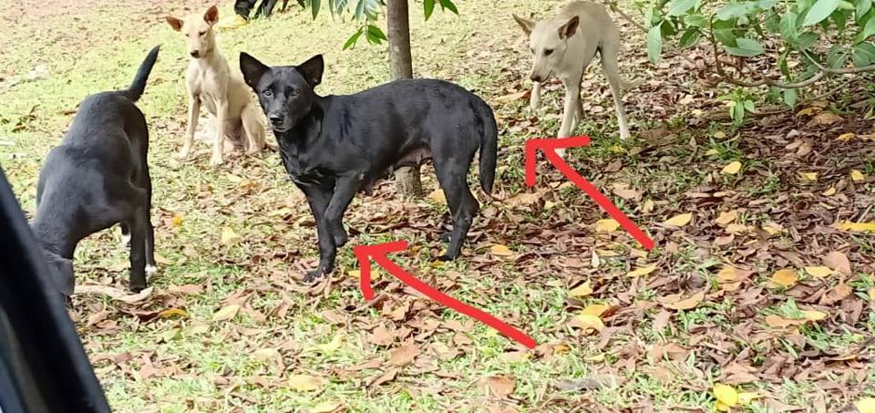 Stray Dogs in Shah Alam Are Cruelly Being Poisoned to Death and Their Limbs Chopped Off - WORLD OF BUZZ 7