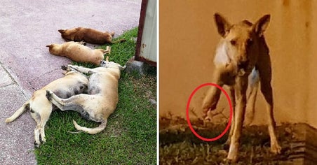 Stray Dogs In Shah Alam Are Cruelly Being Poisoned To Death And Their Limbs Chopped Off World Of Buzz 9 1