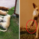 Stray Dogs In Shah Alam Are Cruelly Being Poisoned To Death And Their Limbs Chopped Off - World Of Buzz 8