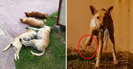 Stray Dogs In Shah Alam Are Cruelly Being Poisoned To Death And Their Limbs Chopped Off - World Of Buzz 8
